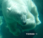 Terhon singlen "Tie" etukannessa vihertävä valokuva jääkarhusta, joka on valkoinen ja joka lilluu vedessä. Karhun alla valkoisella värillä yhtyeen nimi, sekä sen vieressä singlen nimi.
