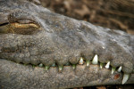 Lähikuva suuresta harmaanahkaisesta krokotiilista, jonka silmäluomi on suljettu. Eläimellä on suuret hampaat, jotka ovat osittain väriltään vihreitä.
